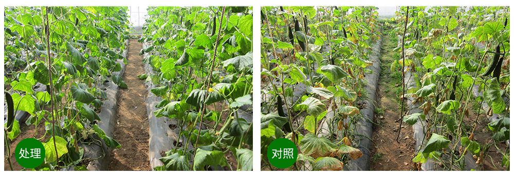 領(lǐng)先生物益根勁菌多糖解決黃瓜根結(jié)線蟲問題 領(lǐng)先生物益根勁菌多糖解決黃瓜根結(jié)線蟲問題