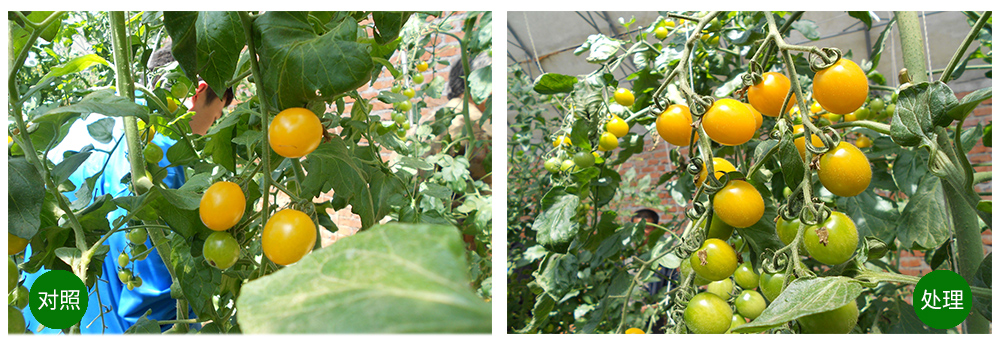 領先生物海葆素讓作物“吃”上深海新營養(yǎng) 領先生物海葆素讓作物“吃”上深海新營養(yǎng)