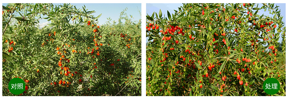 領(lǐng)先生物“海藻+氮磷鉀+腐植酸”讓果樹(shù)旺起來(lái) 領(lǐng)先生物“海藻+氮磷鉀+腐植酸”讓果樹(shù)旺起來(lái)