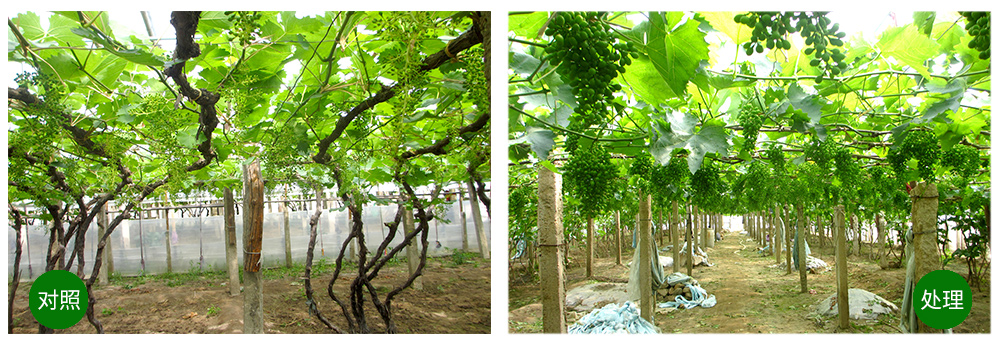 領(lǐng)先生物“海藻+氮磷鉀+腐植酸”讓果樹(shù)旺起來(lái) 領(lǐng)先生物“海藻+氮磷鉀+腐植酸”讓果樹(shù)旺起來(lái)